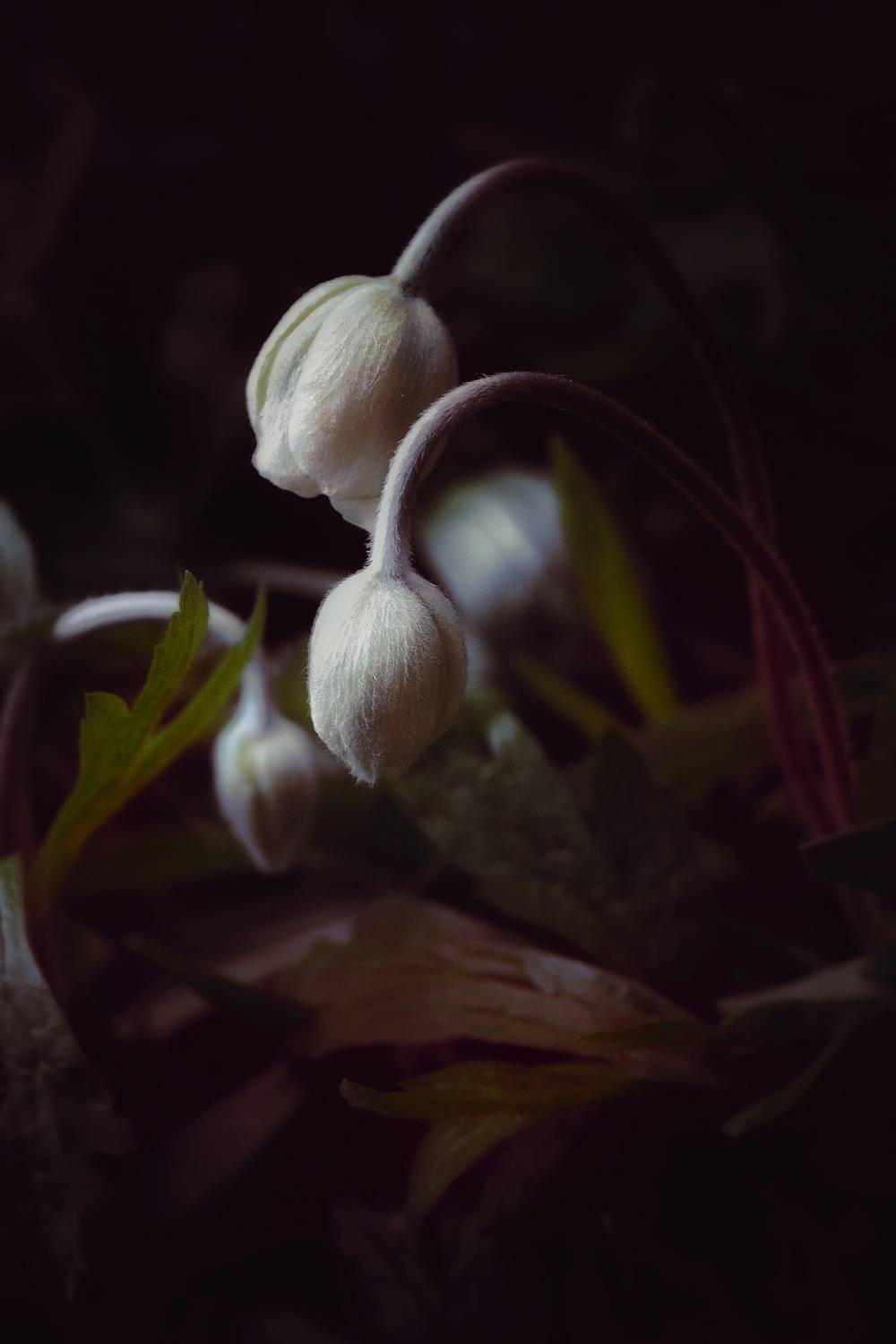 , Юлияна Стоянова