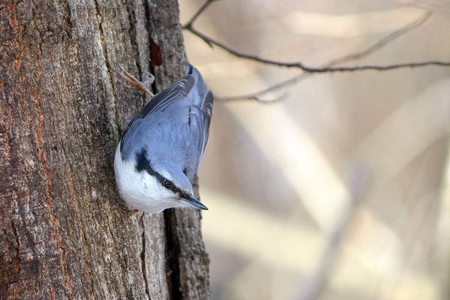 поползень, обыкновенный поползень, ямщик, sitta europaea, КарОл