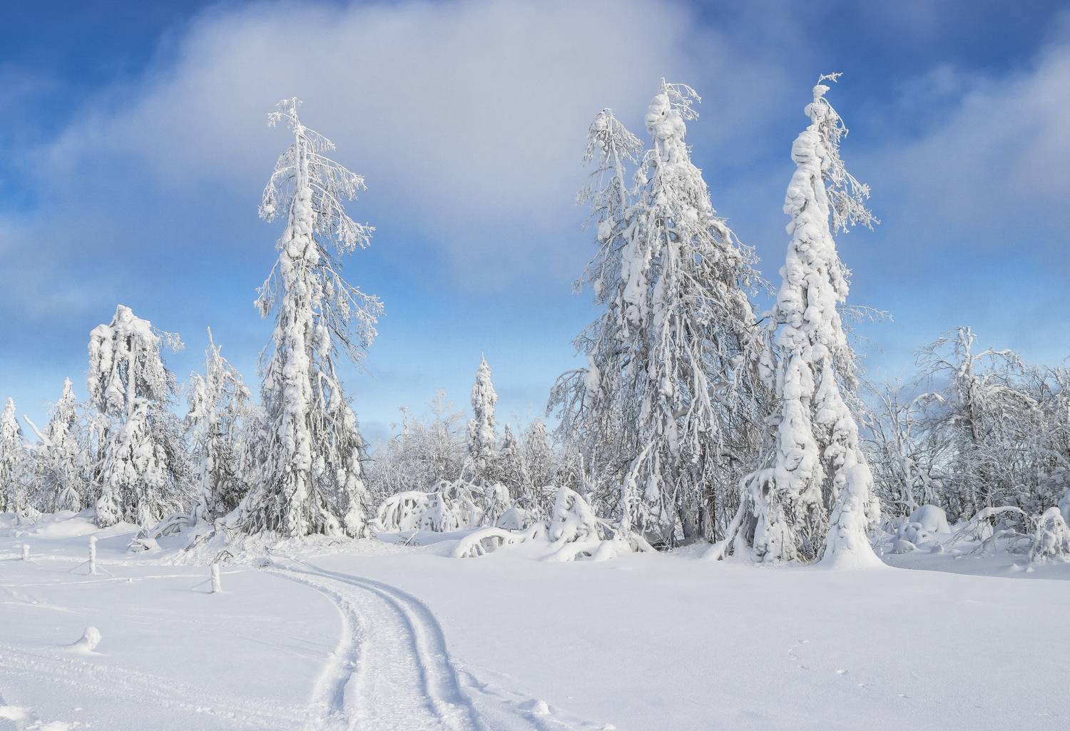 Белая гора. зима, деревья, галина новинская