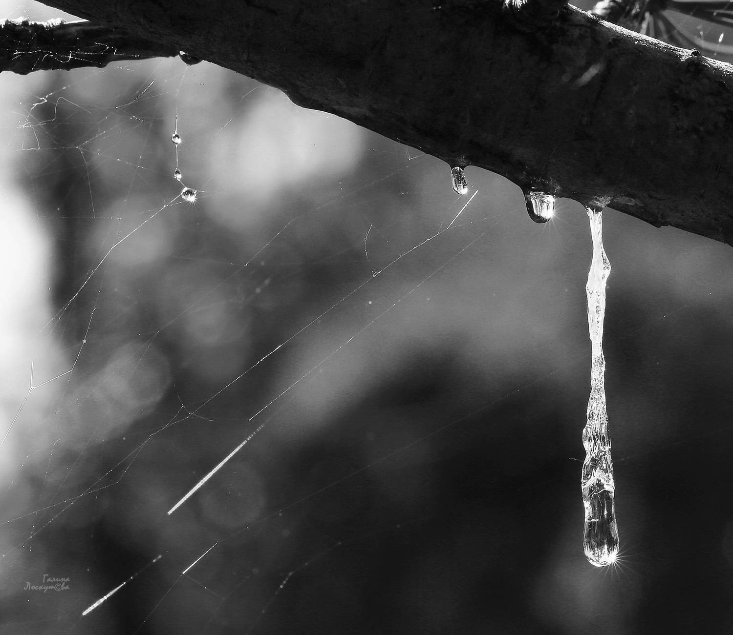 капля, дерево, паутина, смола, ветвь, Галина Лоскутова
