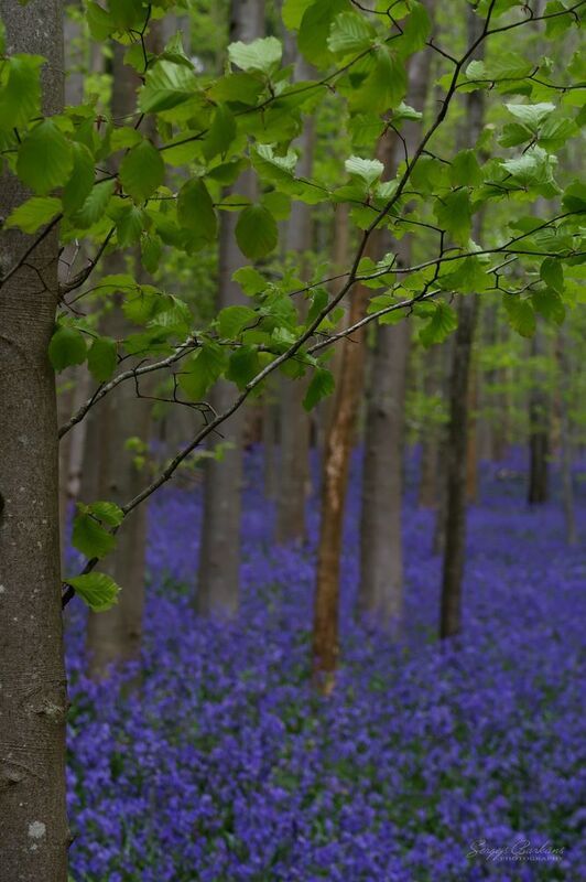 Bluebell forest фото превью