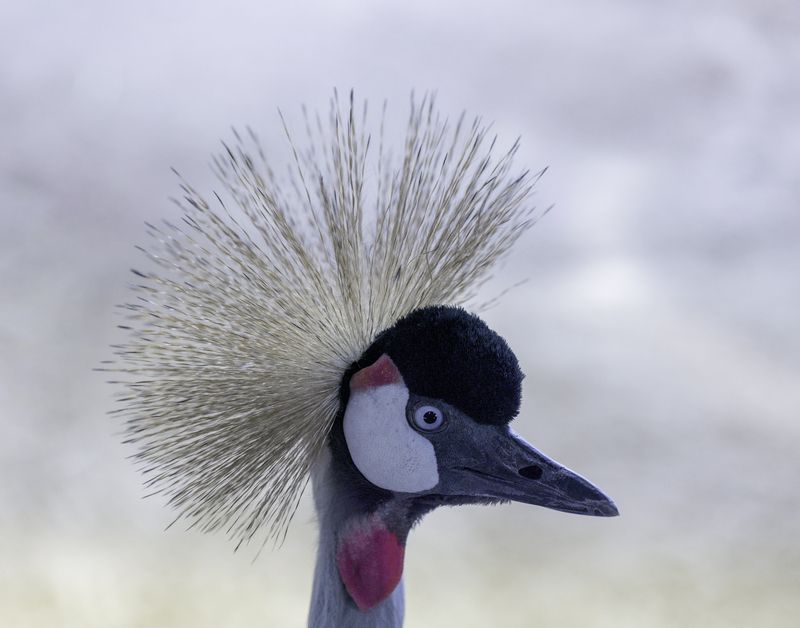 Grey-necked crowned crane фото превью