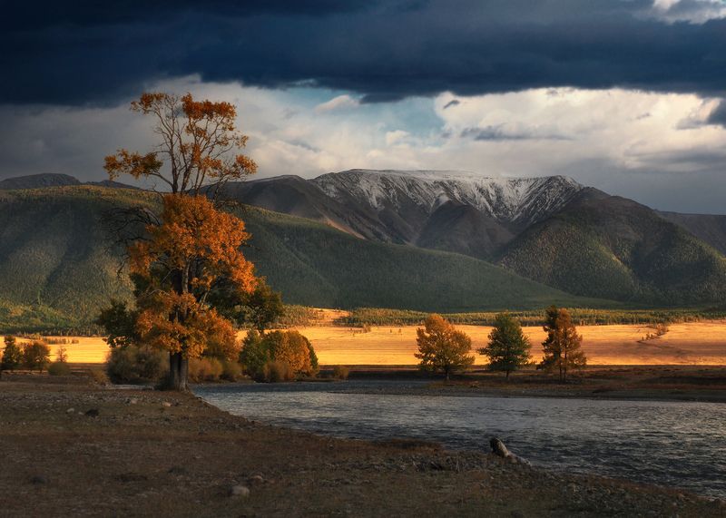 Курай фото превью