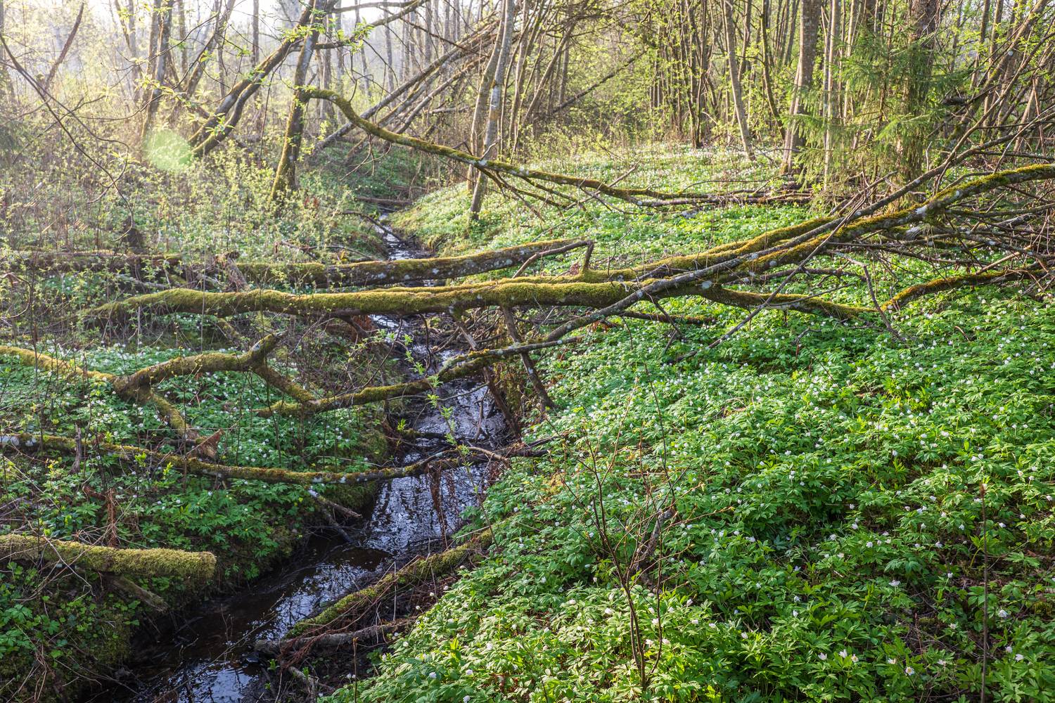 , Гордон Николай