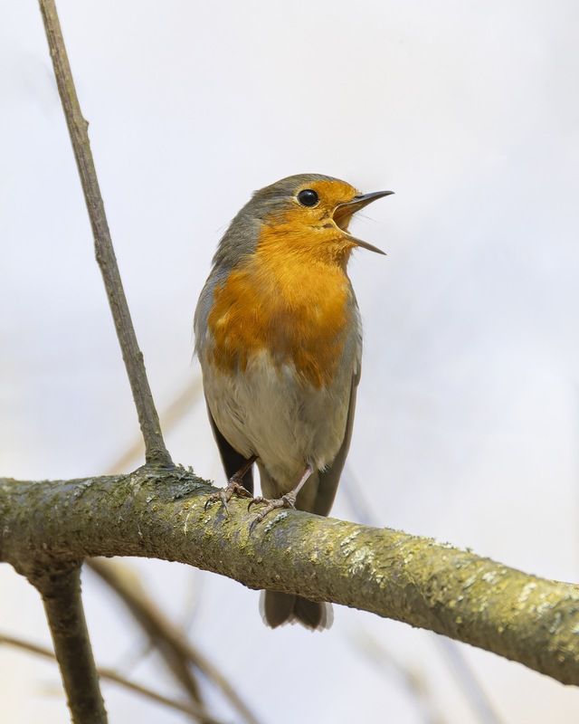 малиновка, зарянка, птицы, весна Малиновка фото превью