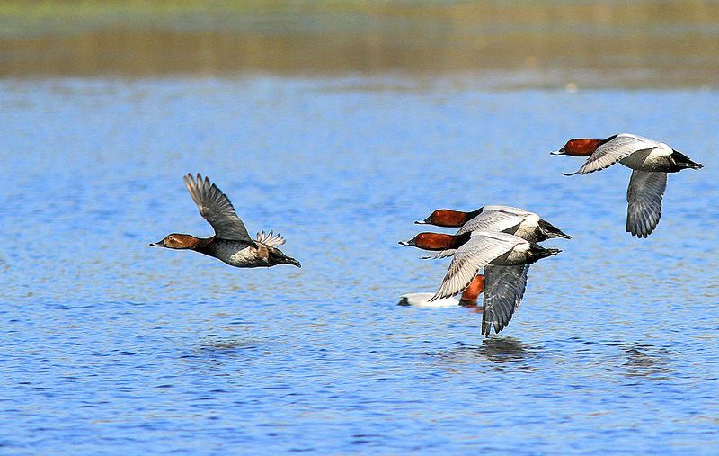 Погоня фото превью