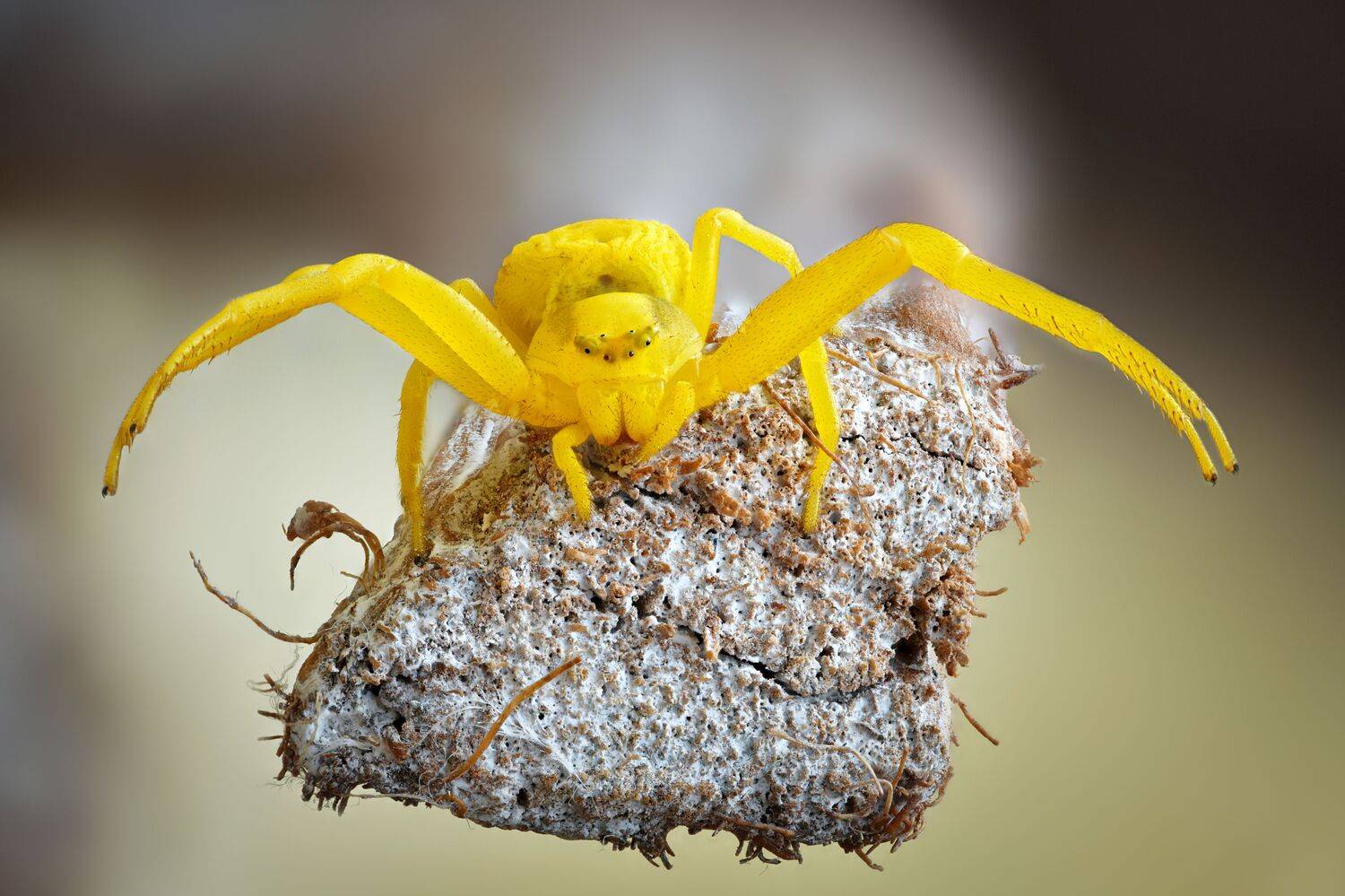 , Антон Финевич