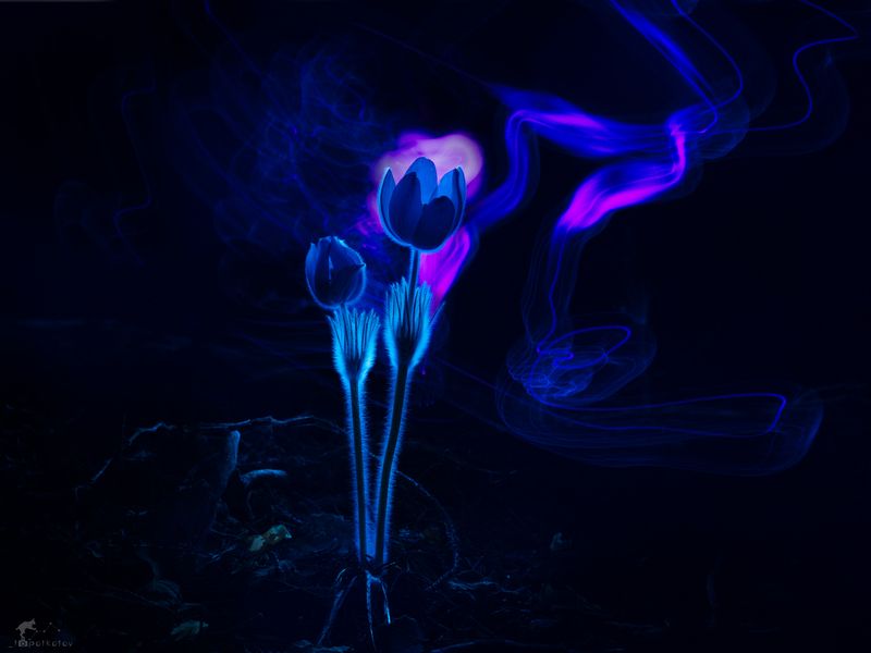 Сон-трава и магия света фото превью