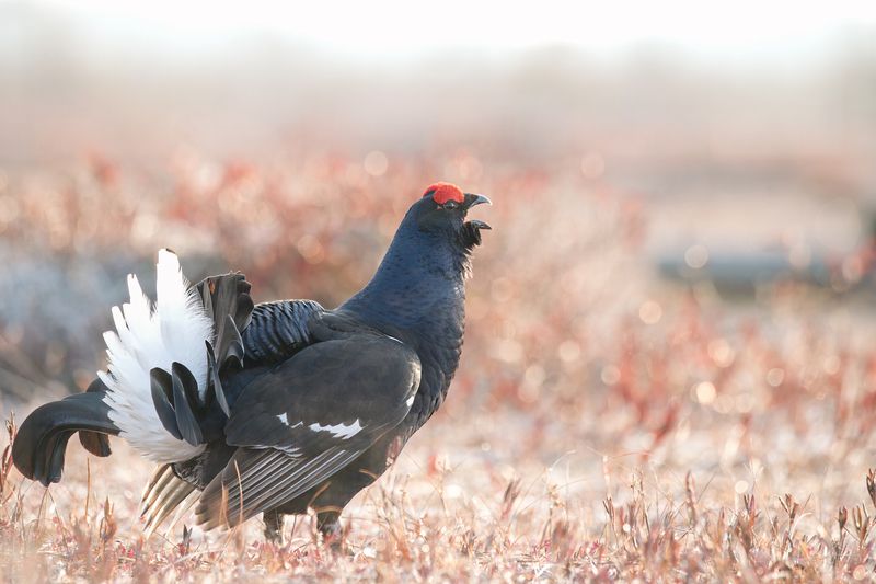 тетерев, grouse, fight, nature, bird, birdwatching, битва, ток, природа, птицы, Ярославль, крылья, взмах, полет, крики, wings, flight Тетерев на рассвете фото превью