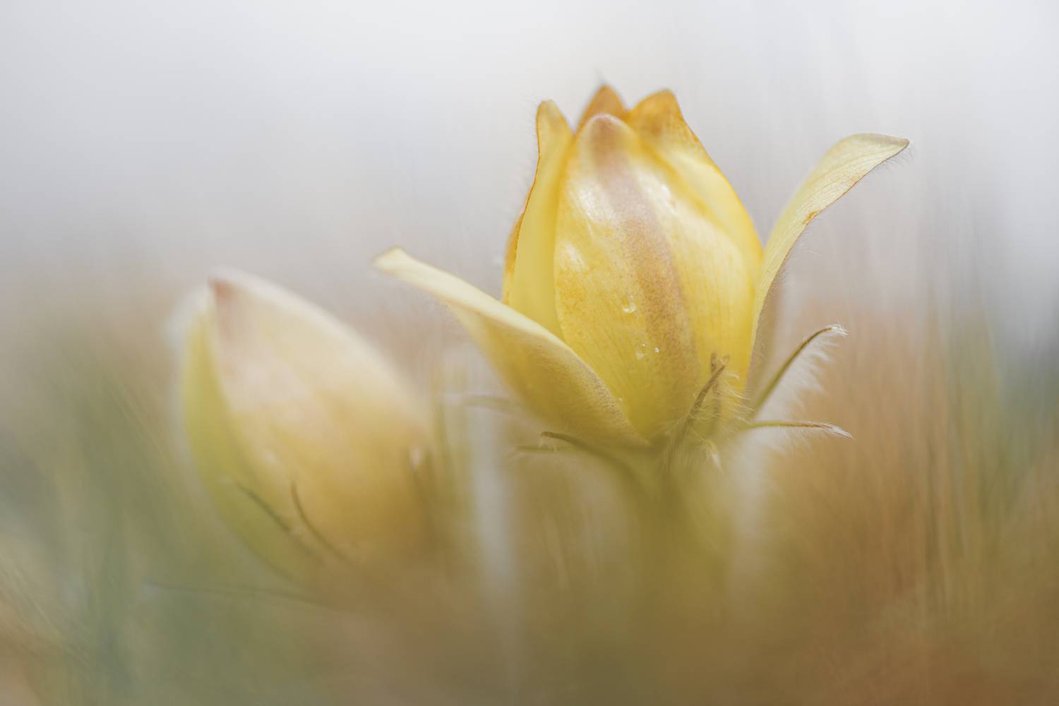 первые цветы, первоцветы, сон-трава, весна, макро, сибирь, Андреева Светлана