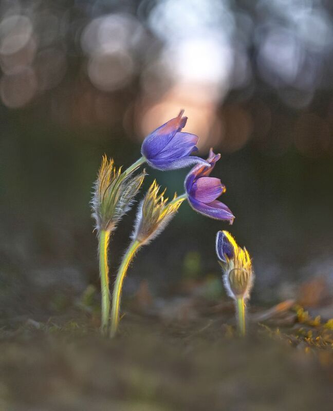 закат, сон-трава, весна, гелиос, беларусь Тебе всегда рады... фото превью