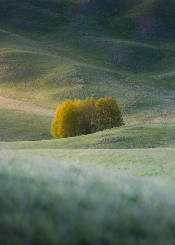 Бархат фото превью