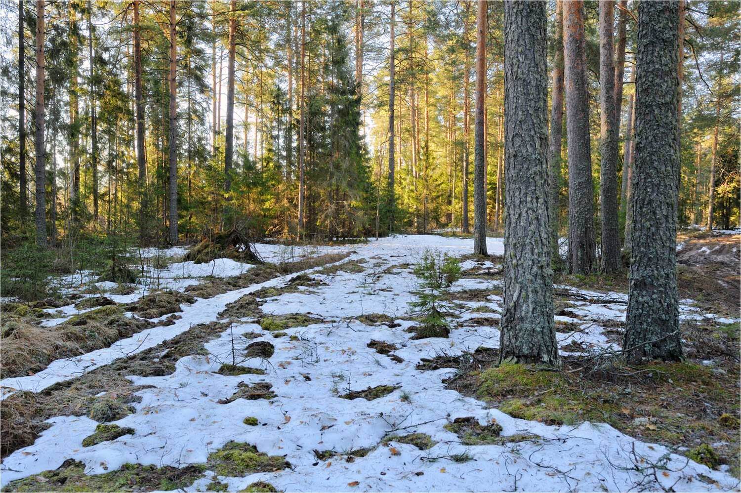 , Анатолий Гулин