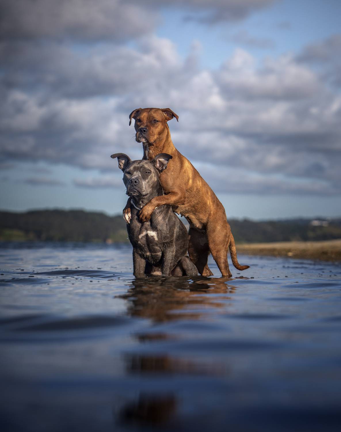 photography,dogs,pets,animal,canine,portrait,pit,bull,hug,water,summer,travel,outdoors,natural,light,two,nature,clouds, Alexandre Marques