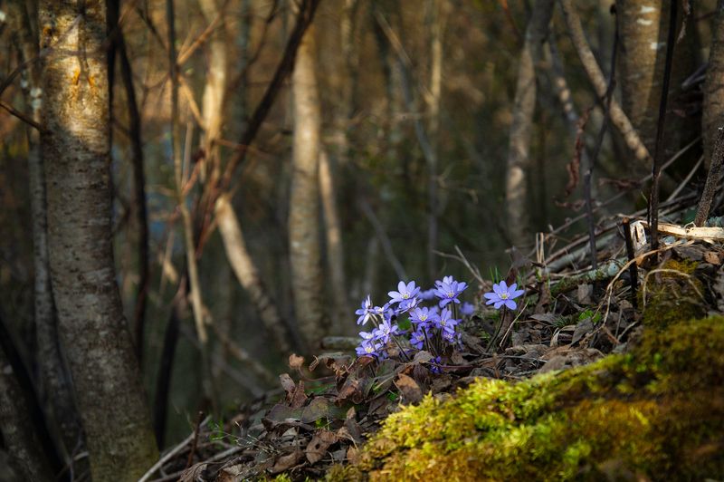 * фото превью
