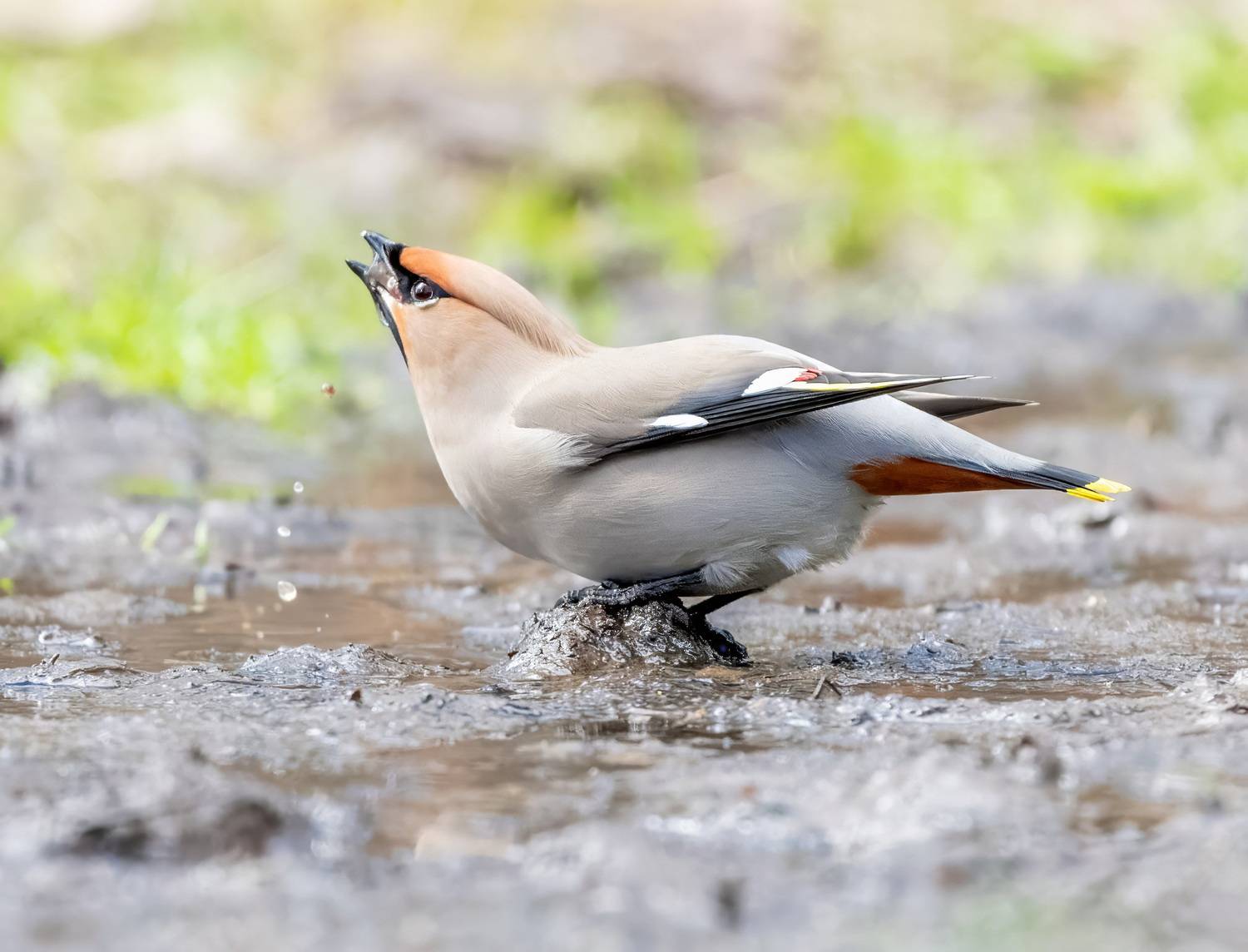 , Дэм Константин