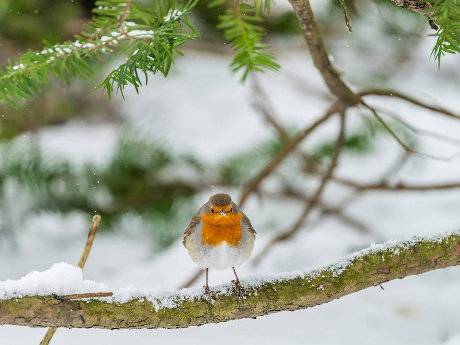 , Дэм Константин