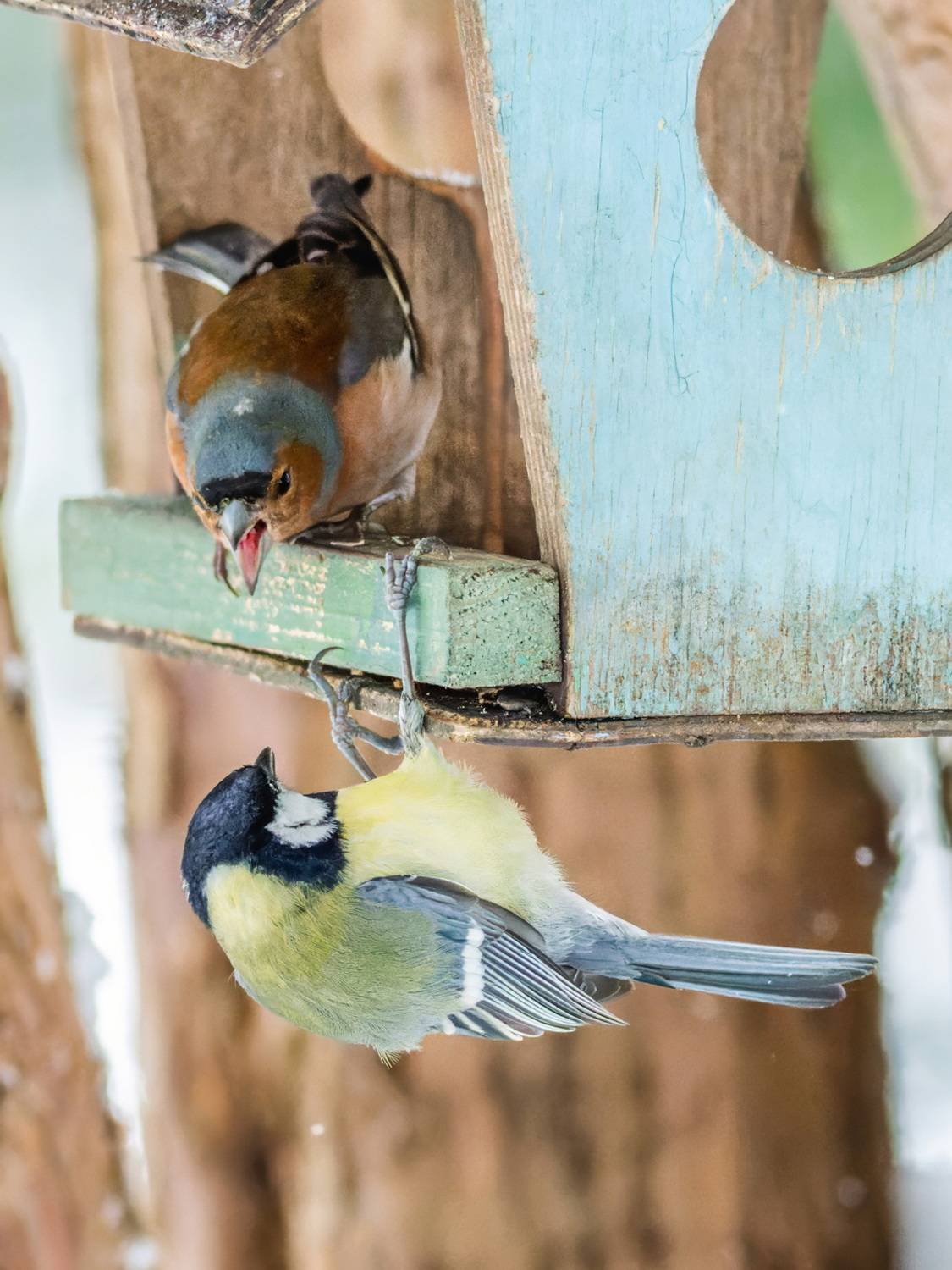 , Дэм Константин