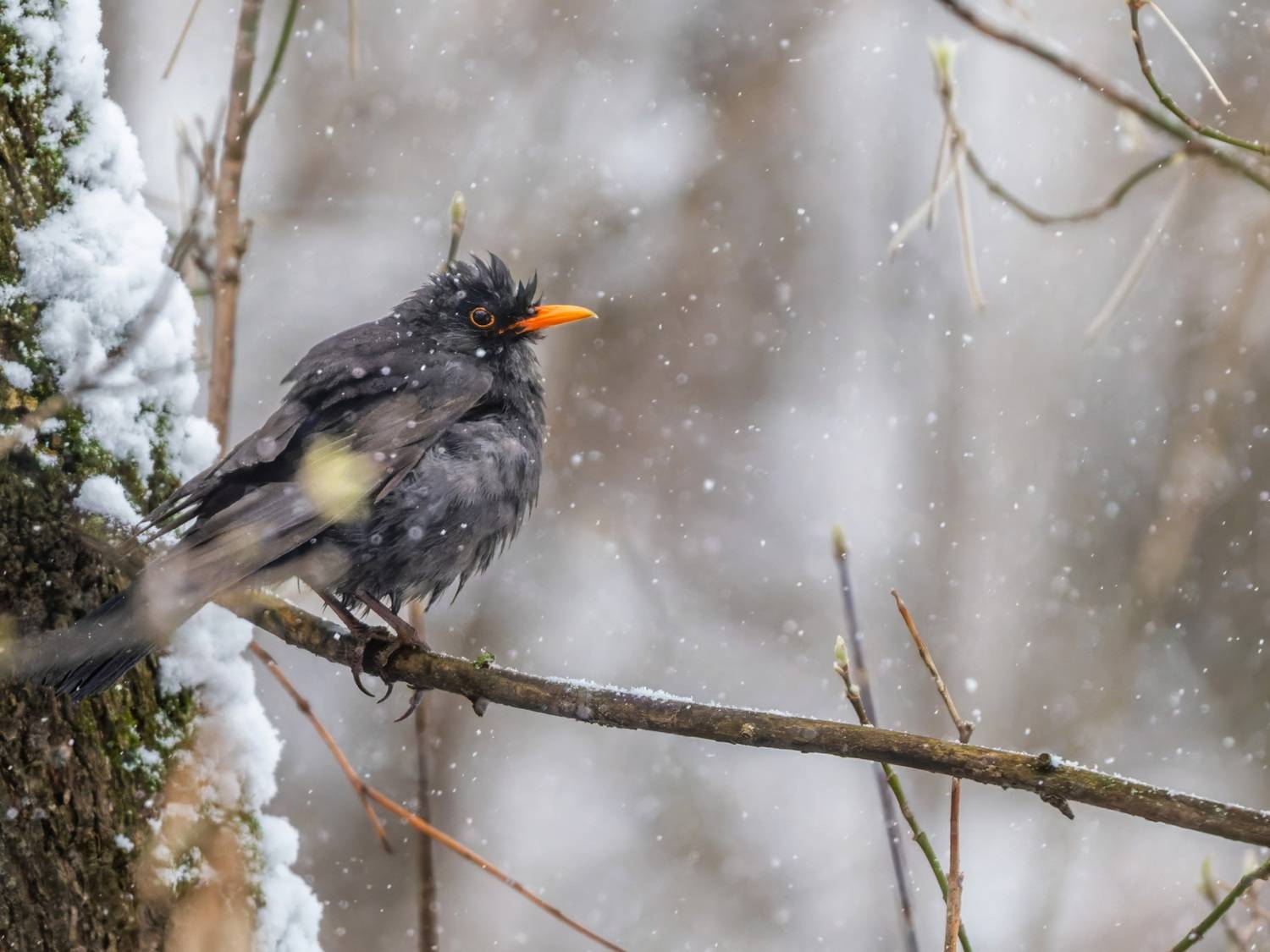 , Дэм Константин