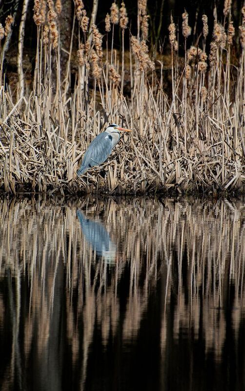 Цапля в текстурах рогоза :) фото превью