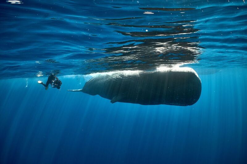 Погоня фото превью