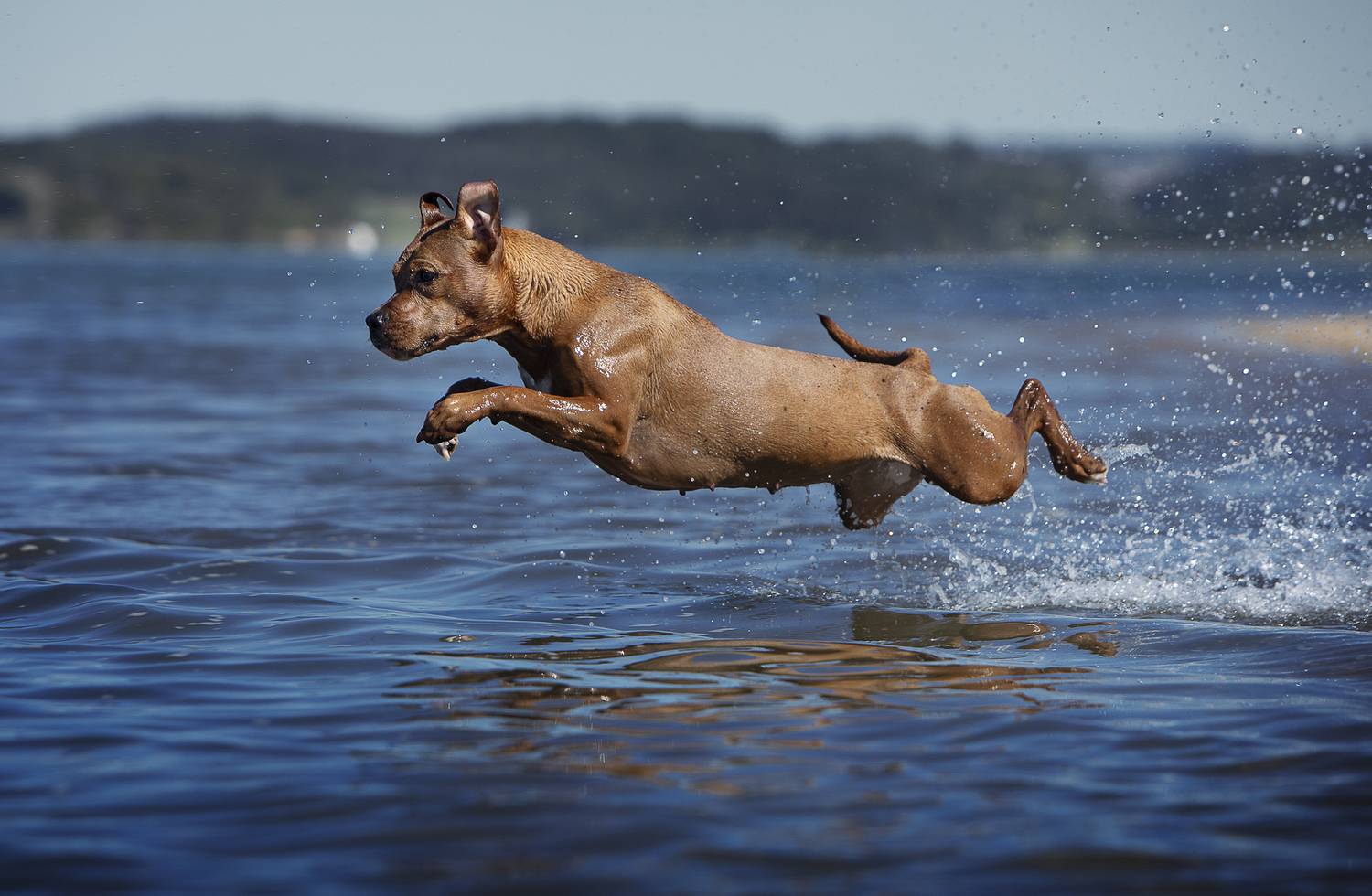 photography,dogs,pets,animal,canine,portrait,pit,bull,hug,water,summer,travel,outdoors,natural,light,two,nature,clouds,motion,jump,action, Alexandre Marques