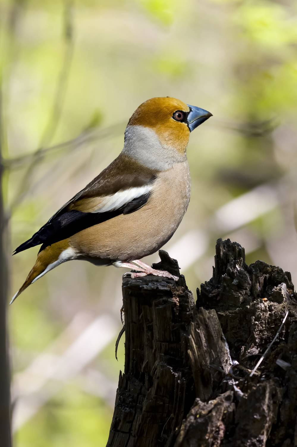 природа, Валерий Черняк