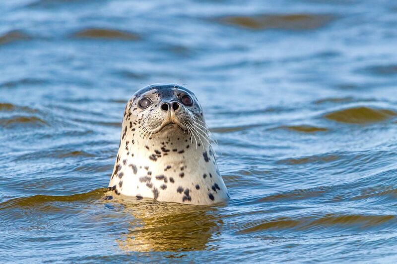Портрет пятнистого тюленя фото превью