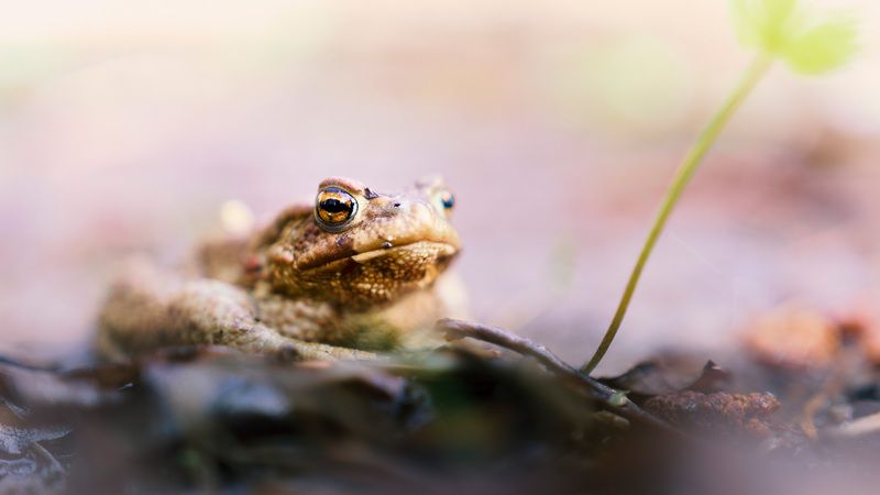 лягушка Царевна лягушка фото превью