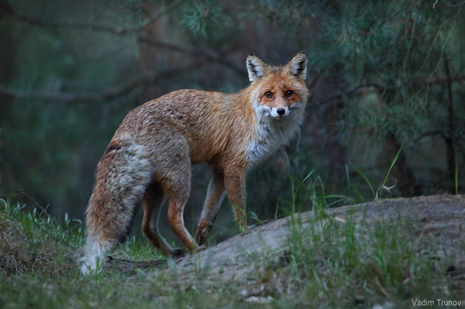 лиса, fox, Вадим Трунов