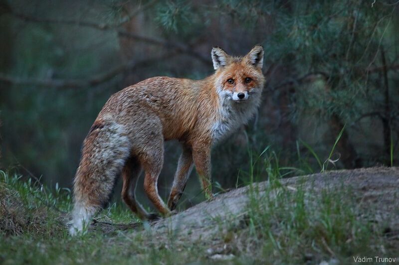 лиса, fox Время выходить на охоту фото превью