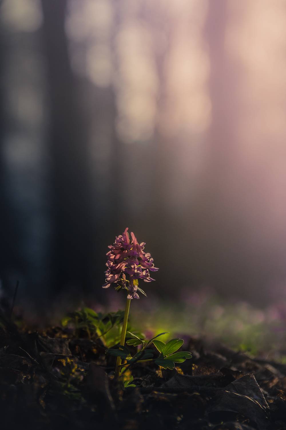 , Елена Рубинская