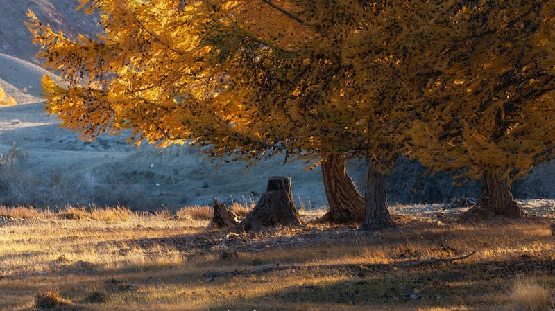 Настоящее золото Алтая фото превью