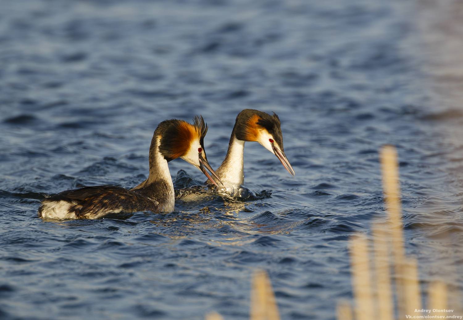 солнце, россия, рассвет, природа, подмосковье, погода, пейзажи, пейзаж, отражение, наукоград, красота, дубна, вода, весна, weather, water, spring, russia, reflection, naukograd, nature, moscow, landscape, dawn, canon, dubna, beauty, Олонцев Андрей