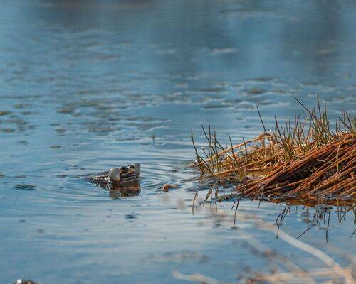 Камчатские лягушата