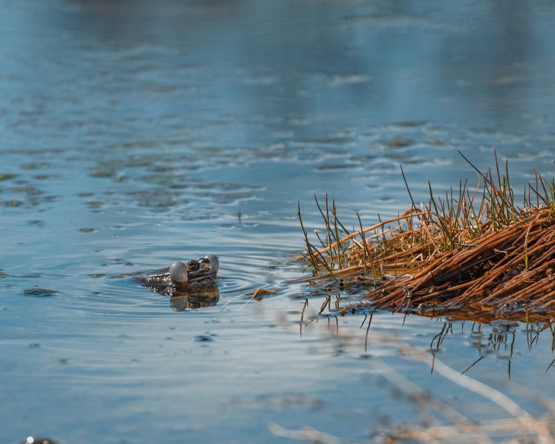 лягушки, малки, камчатка, canon Камчатские лягушата фото превью