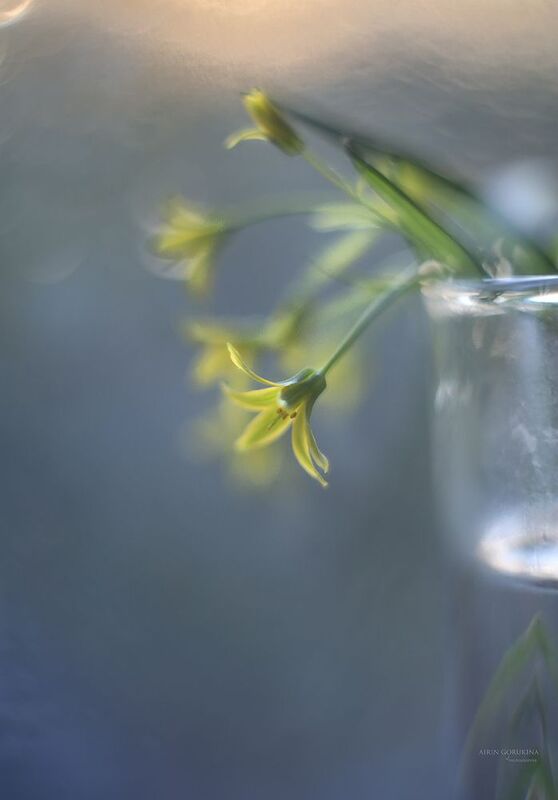 ,пасхальное,весна,цветы,свет,ирина горюкина,беларусь Пасхальное фото превью
