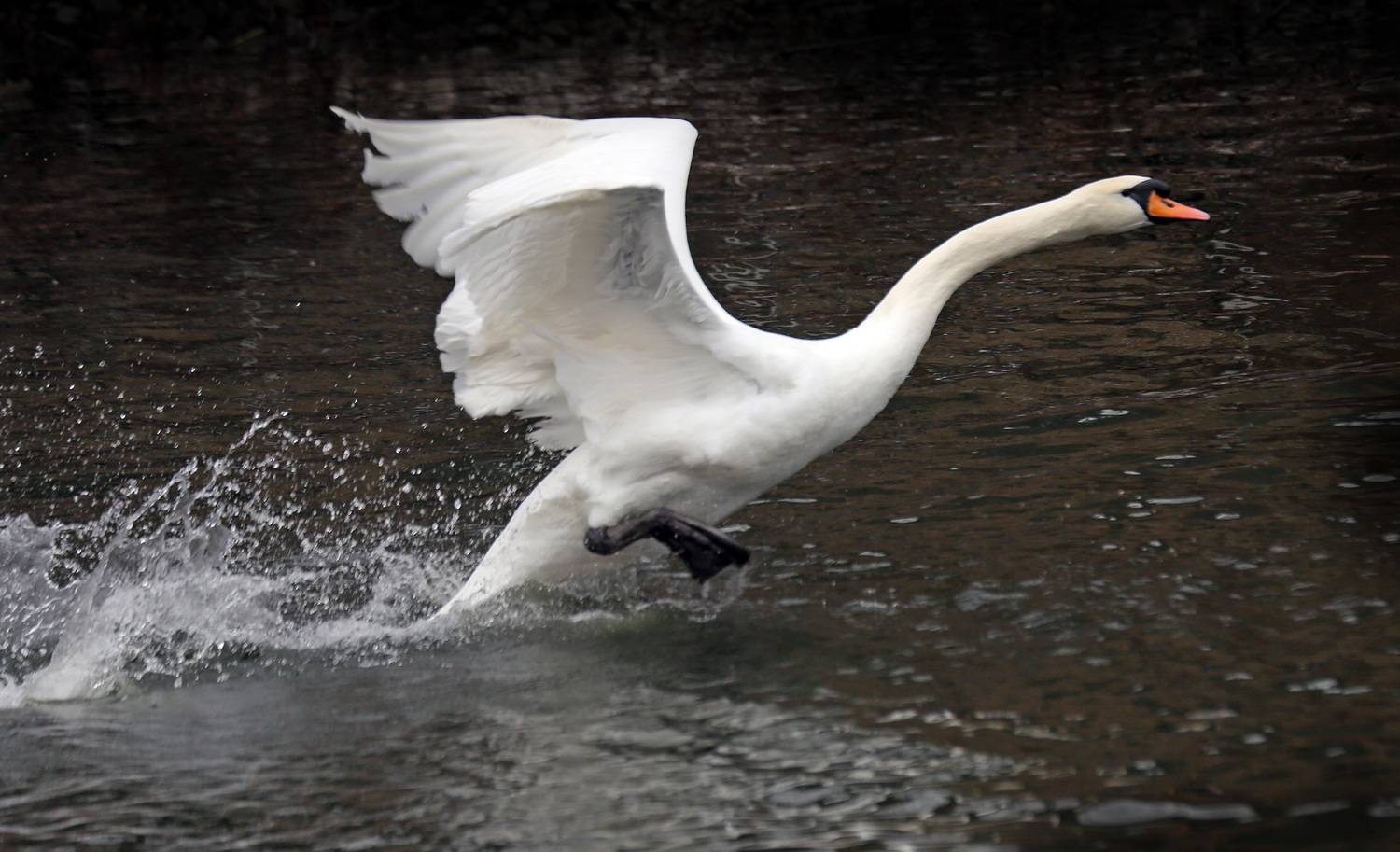 , Бибичков Михаил