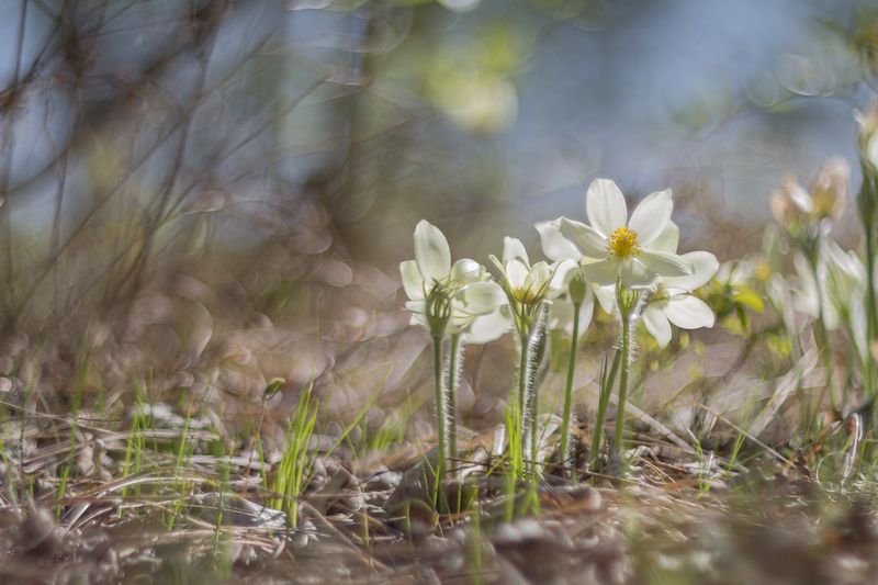 Белые одежды снов фото превью