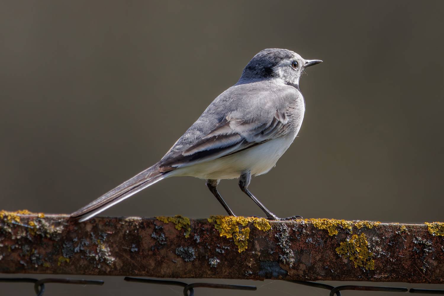 , Морозов Сергей