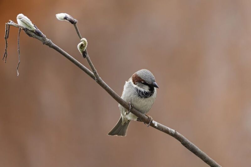 воробей, домовой воробей Домовой воробей фото превью