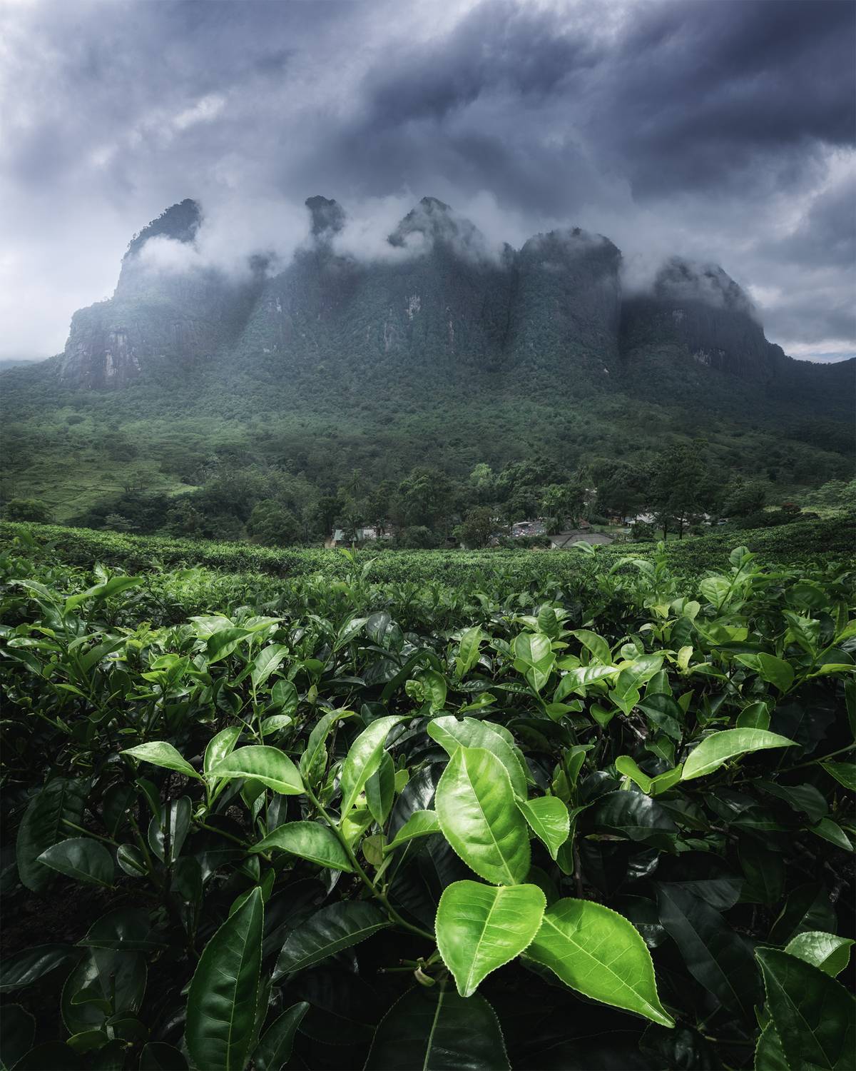 , Политова Анна