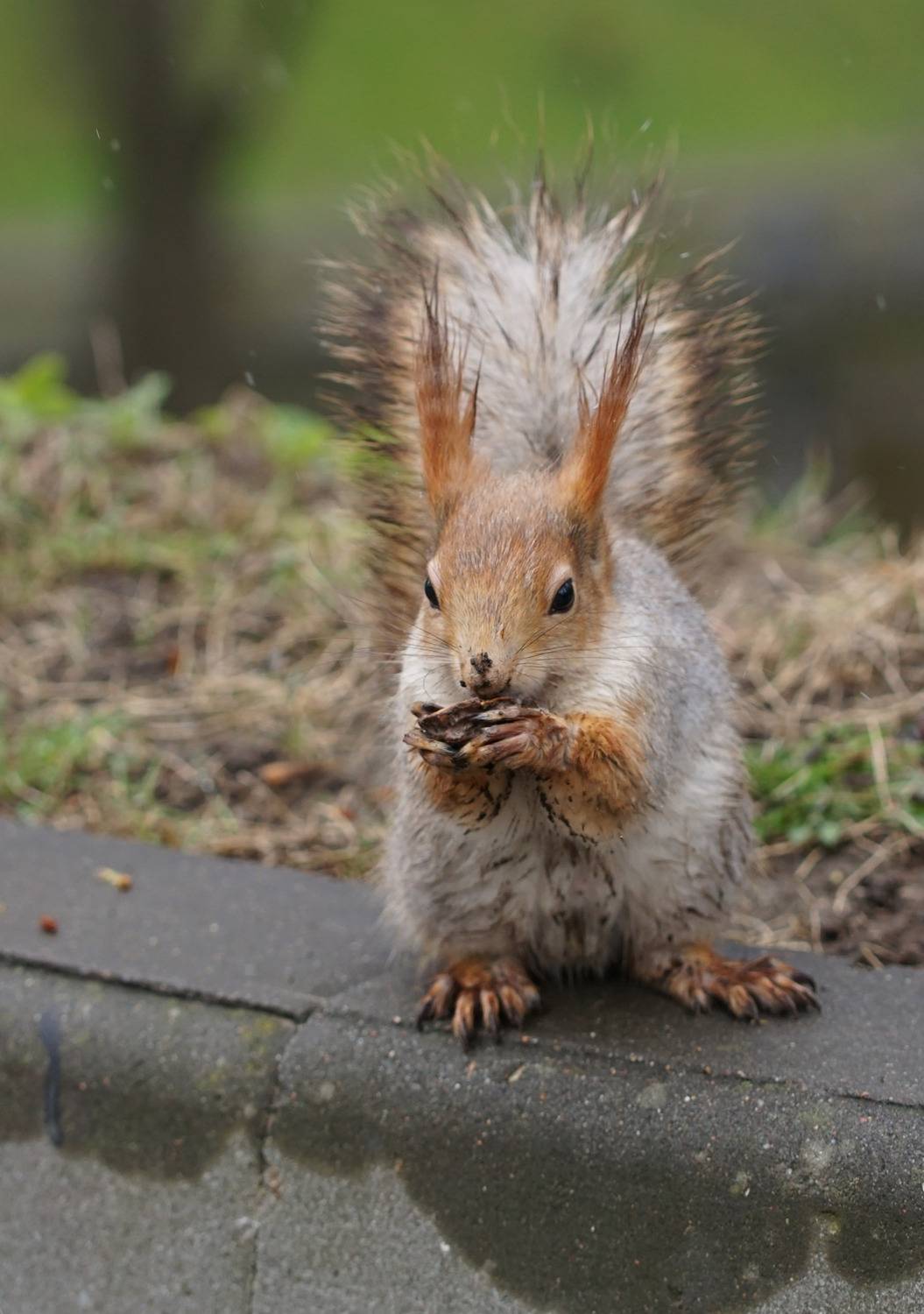 белка, Чепленко Алексей