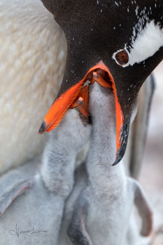 пингвины, антарктика Из жизни пингвинов фото превью