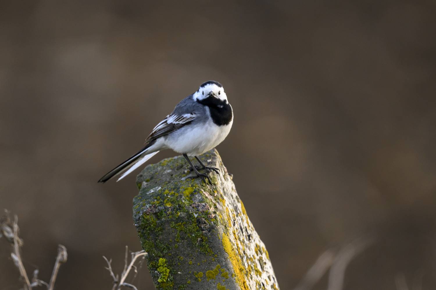 , Пупонин Сергей