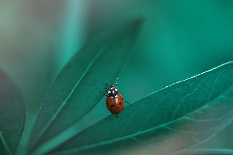 ... фото превью