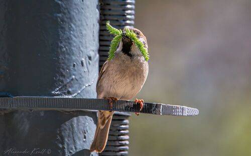 Воробьиный домострой