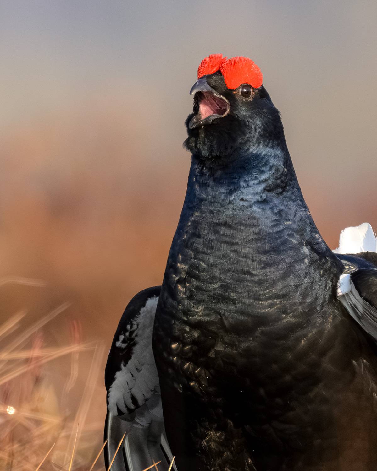 тетерев, ток, токование, птицы, фотоптиц, природа, весна, болото, лес, бердинг, бердвотчинг, фотоохота, birding, black grouse, countership display, birdwatching, wildlife, Михаил Ездаков