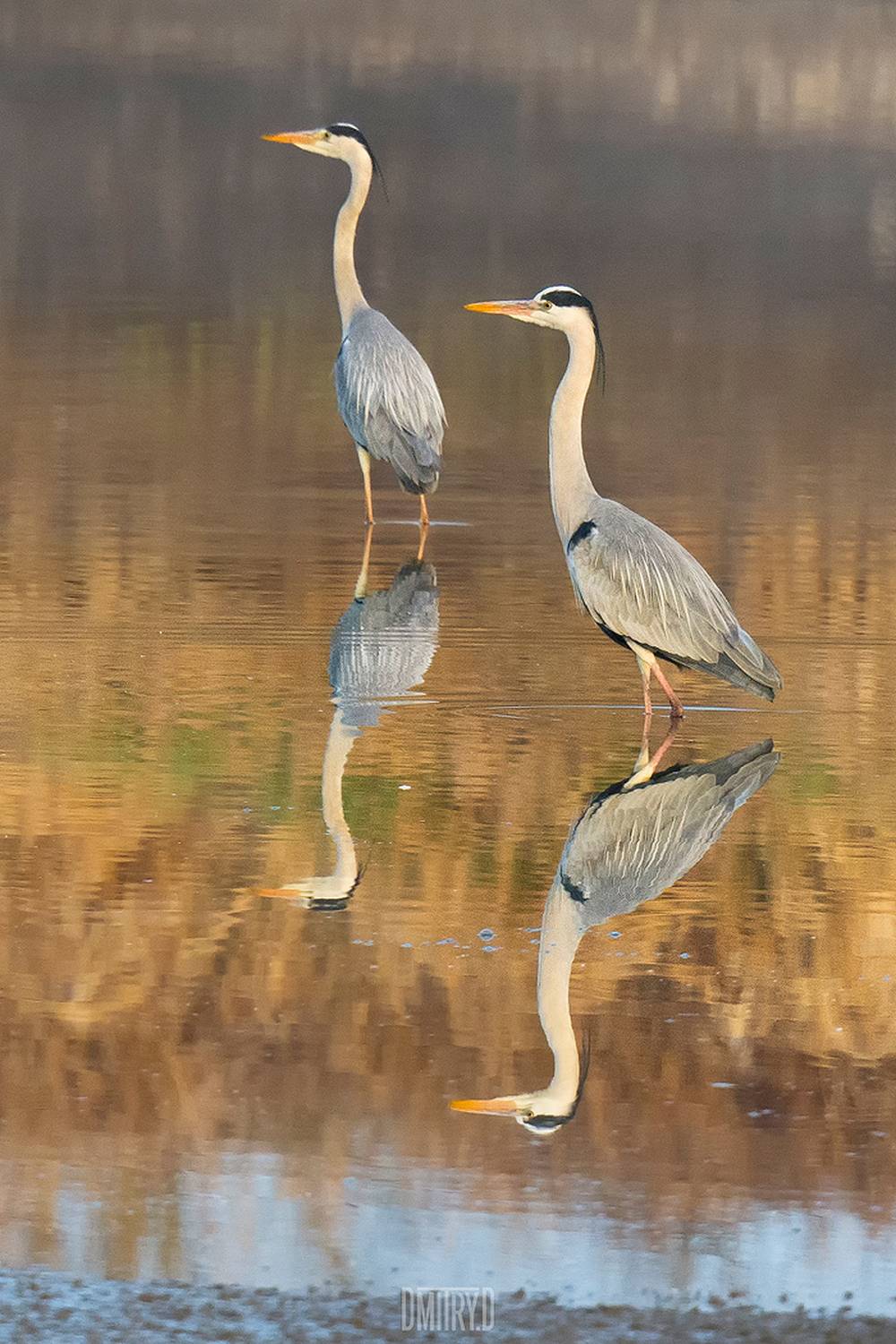 , Дмитрий Доронин