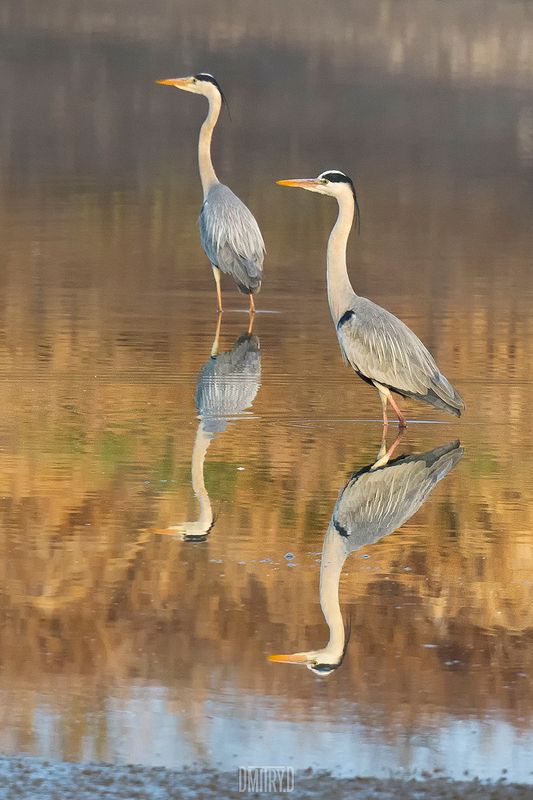 Серые цапли. фото превью